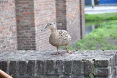 Fancy Fair Pauluskerk 01-06-2013